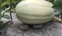 瓜弟今日吃瓜,揭秘娱乐圈最新热点事件